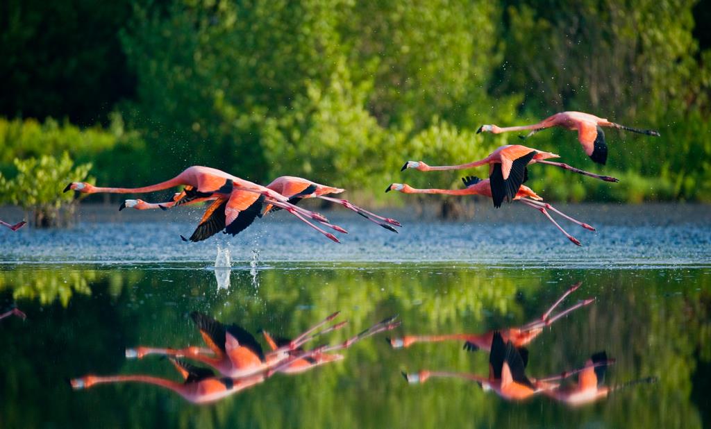 Карибские фламинго в полете - интерьерная фотокартина
