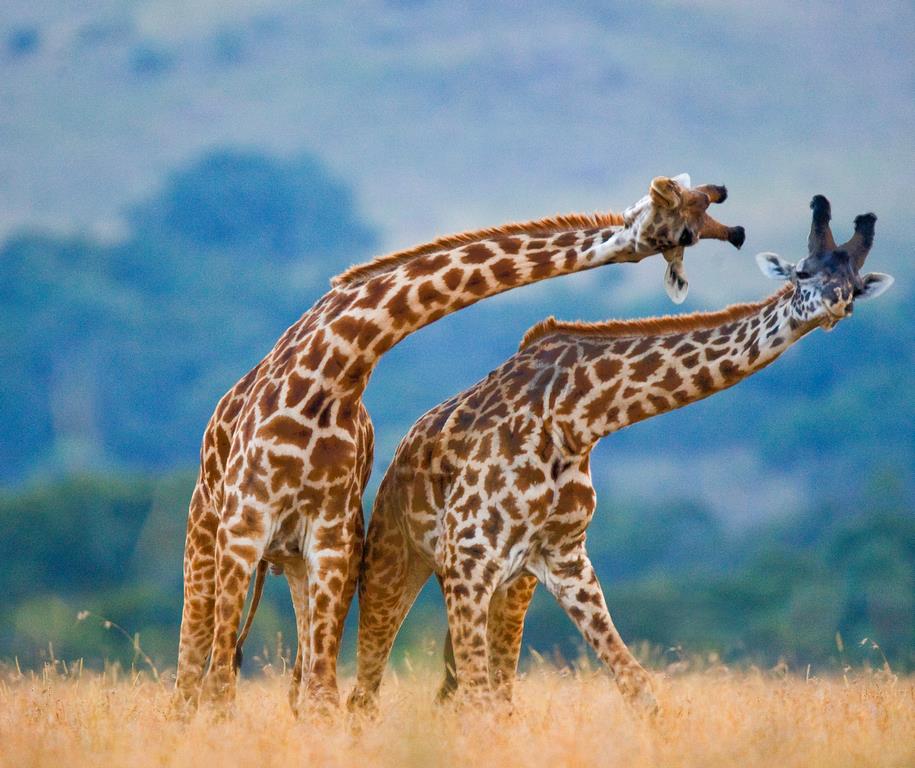 Фотокартина Два жирафа
