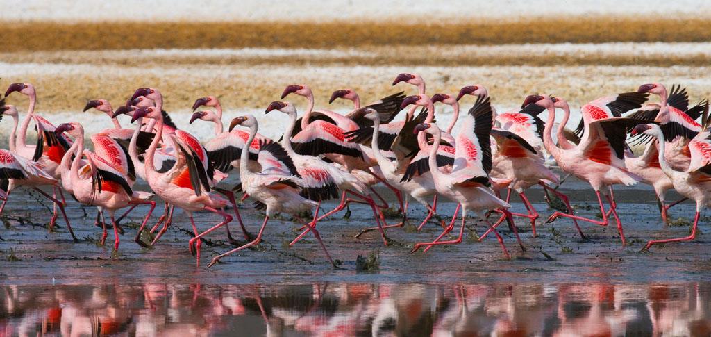 Фламинго на озере Накуру 2 - интерьерная фотокартина