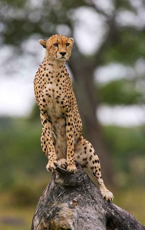 Гепард на дереве - интерьерная фотокартина