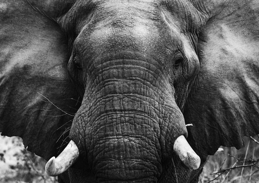 Портрет Слона - интерьерная фотокартина