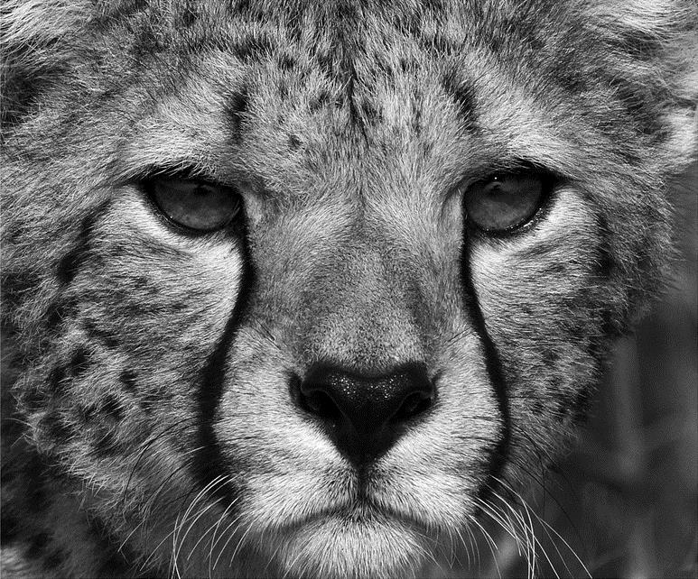 Портрет гепарда - интерьерная фотокартина