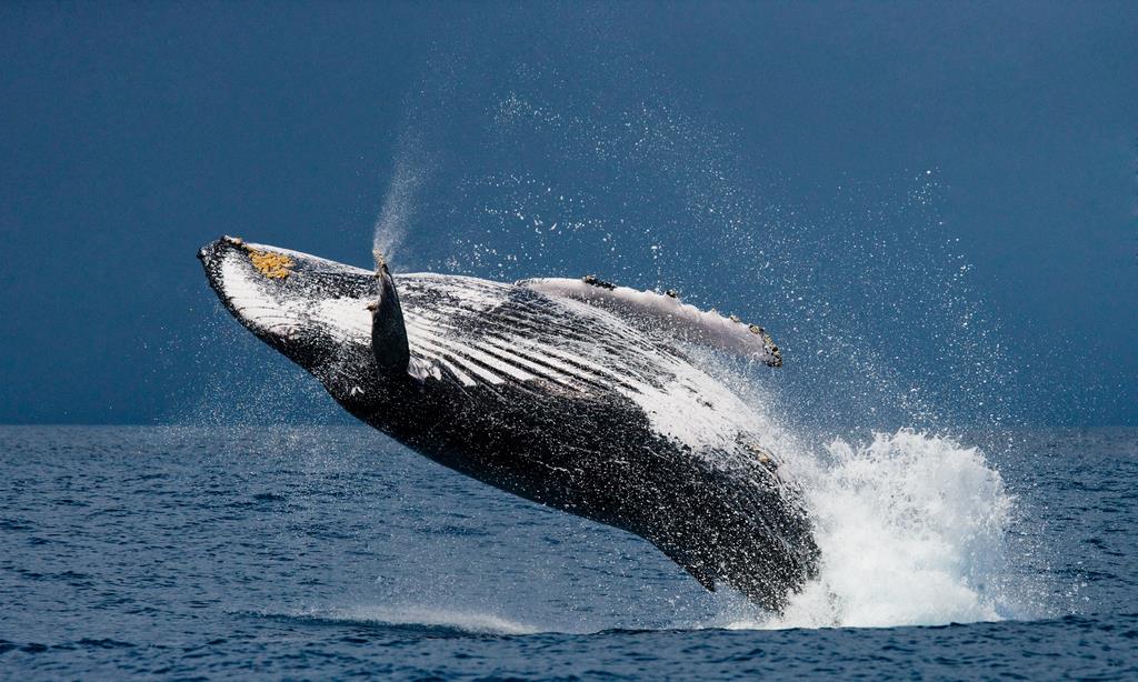 Горбатый кит 2 - интерьерная фотокартина