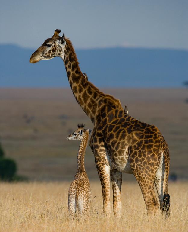 Жираф с детенышем - интерьерная фотокартина