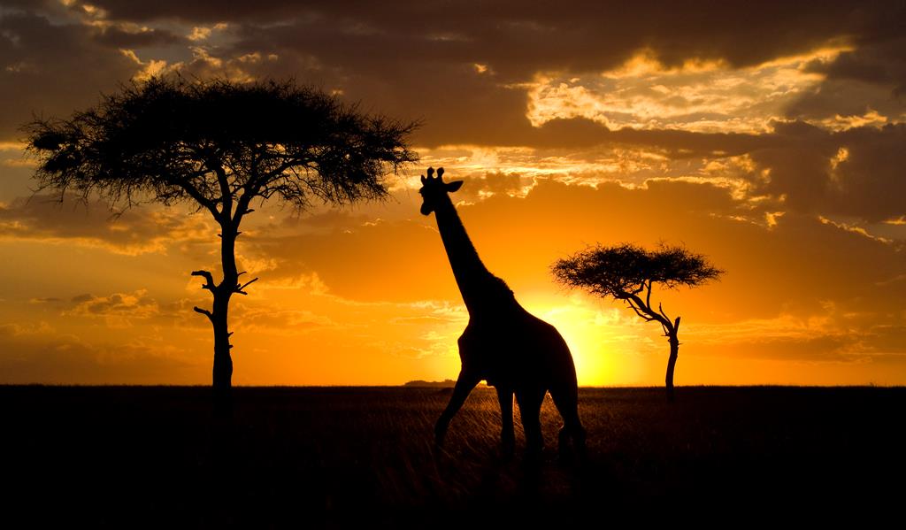 Жираф на закате - интерьерная фотокартина