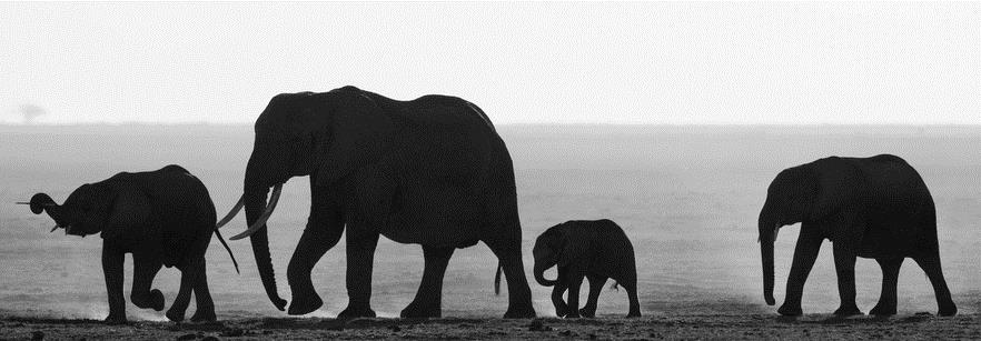 Фотокартина Семья слонов
