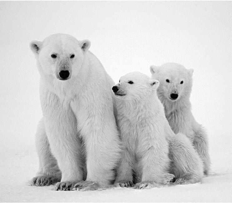 Семья белых медведей - интерьерная фотокартина