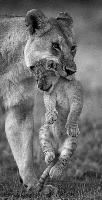 Львица с детенышем - интерьерная фотокартина