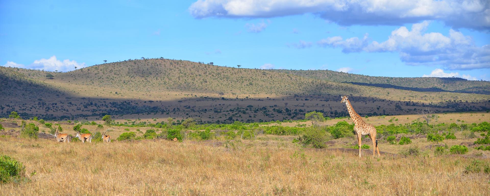 Фотокартина Панорама  в заповеднике «Масаи Мара»