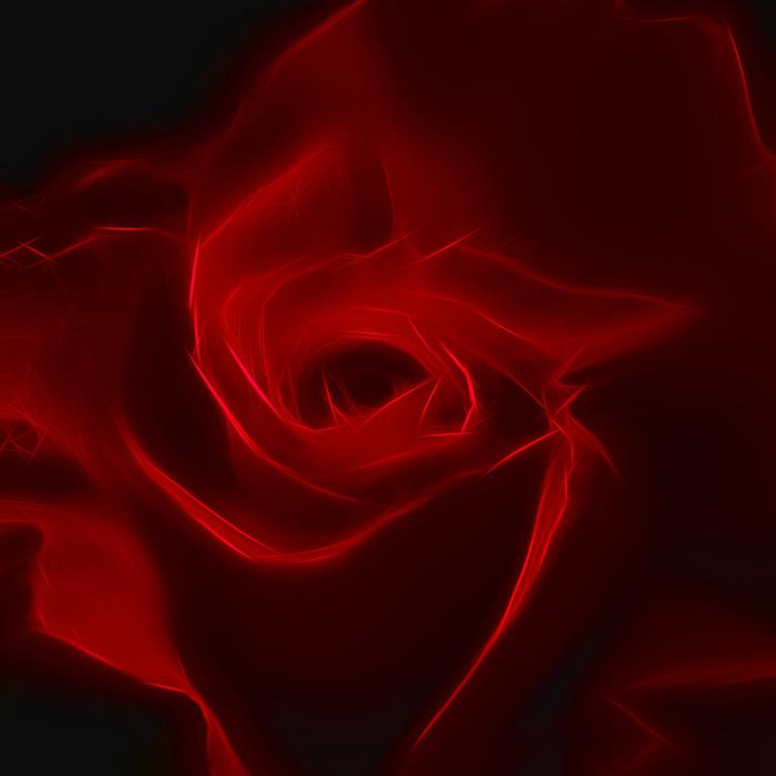 Роза - интерьерная фотокартина