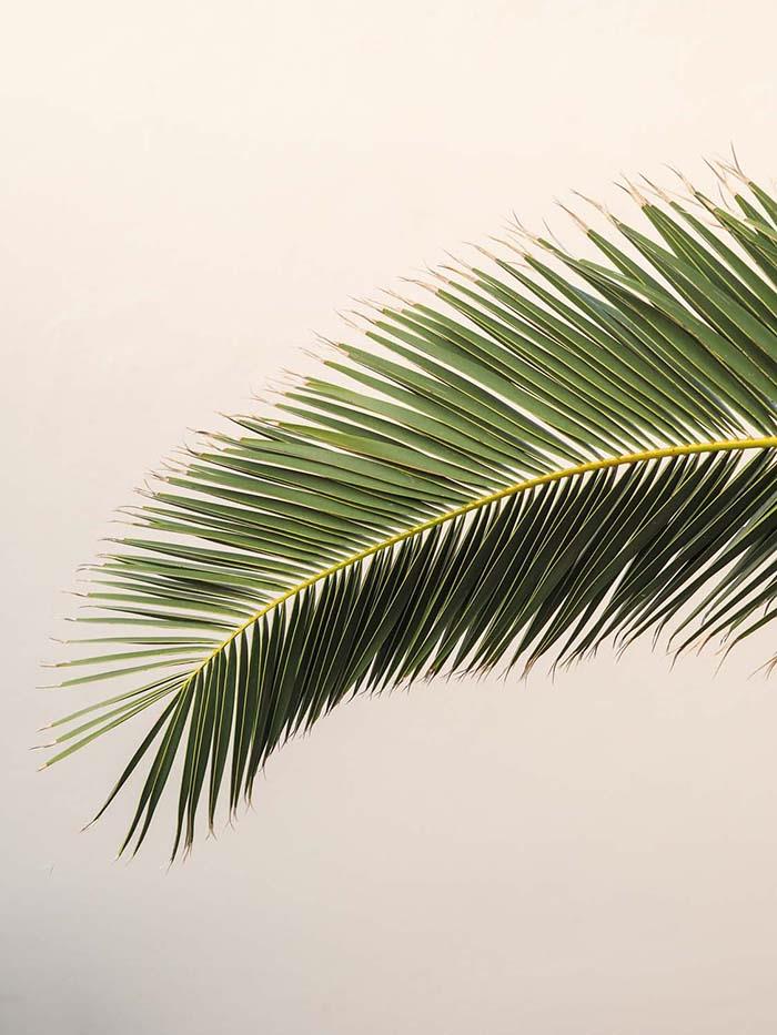Пальмовая ветвь - интерьерная фотокартина