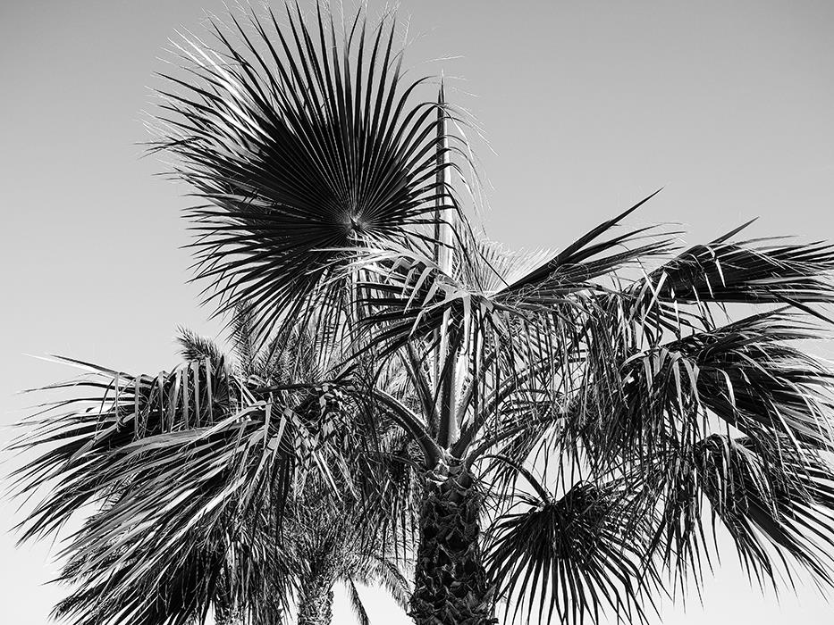 Портрет пальмы - интерьерная фотокартина