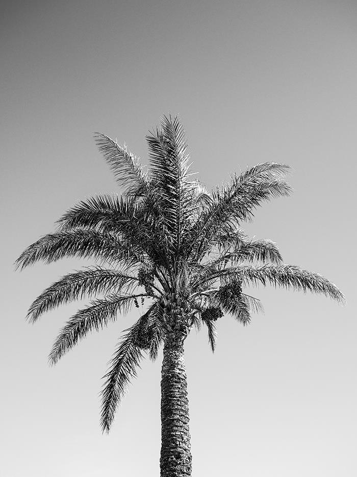 Пальма - интерьерная фотокартина