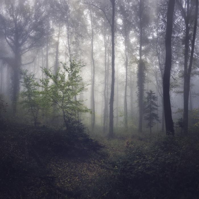  В туманном лесу - интерьерная фотокартина