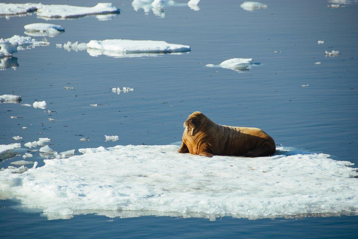 Арктические пейзажи 21 - интерьерная фотокартина