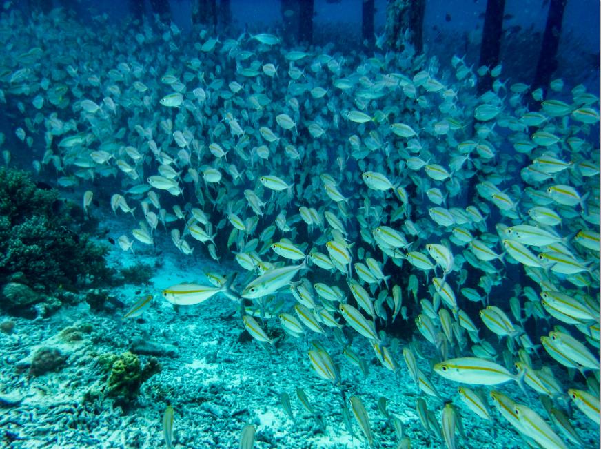 Подводный мир Борнео - интерьерная фотокартина