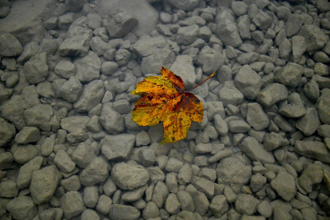 Желтый лист осенний - интерьерная фотокартина