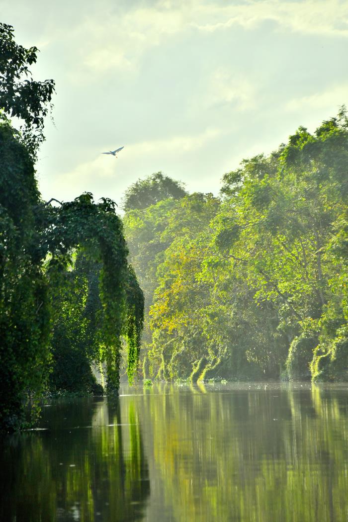 Rainforest с лодки - интерьерная фотокартина