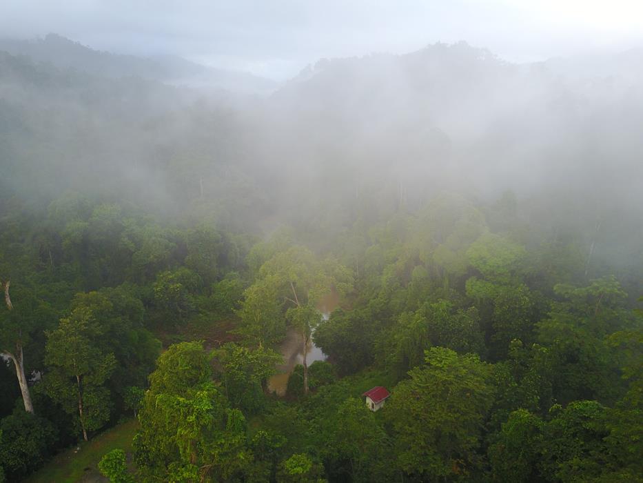 Дождевой лес Борнео 1 - интерьерная фотокартина
