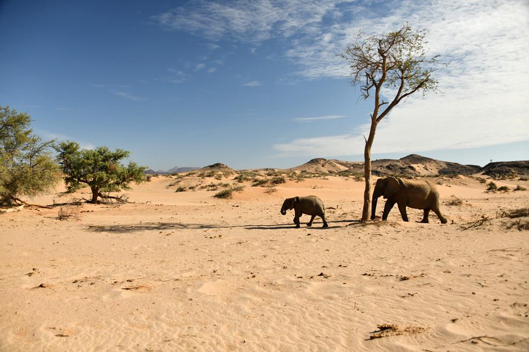 пустынный слон 3 - интерьерная фотокартина