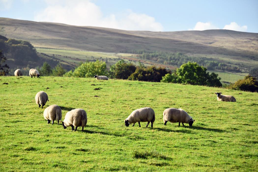 Фотокартина Небедные шотландские овечки