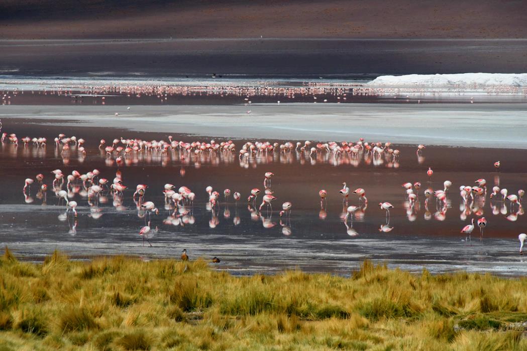 Фламинго Боливии 2 - интерьерная фотокартина