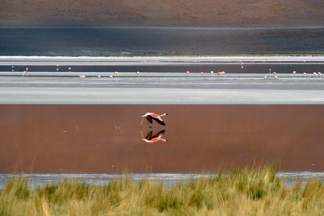 Фламинго Боливии 1 - интерьерная фотокартина