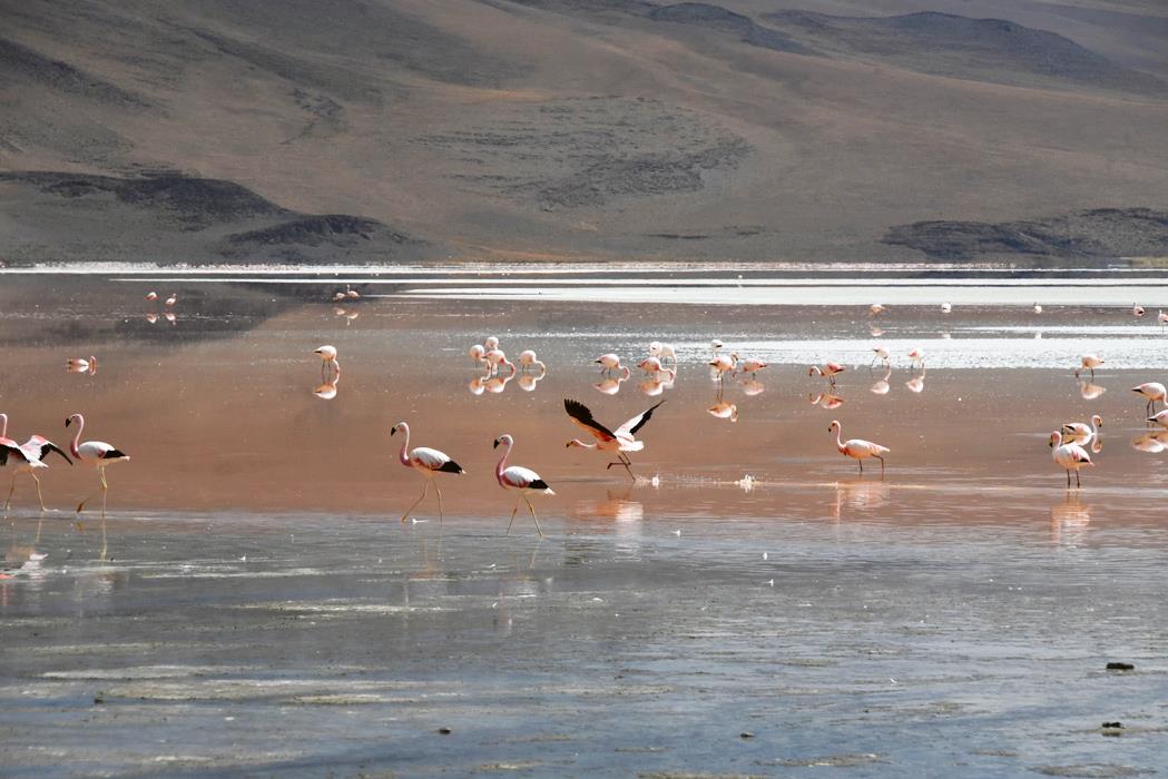 Фотокартина Фламинго Боливии 4