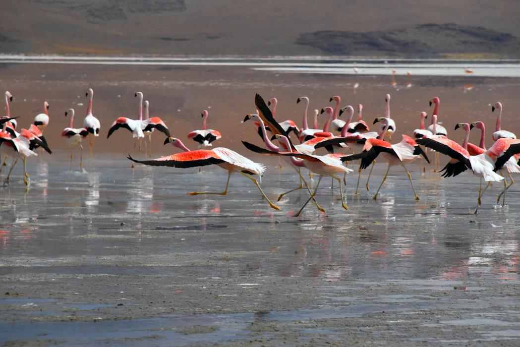 Фламинго Боливии 3 - интерьерная фотокартина