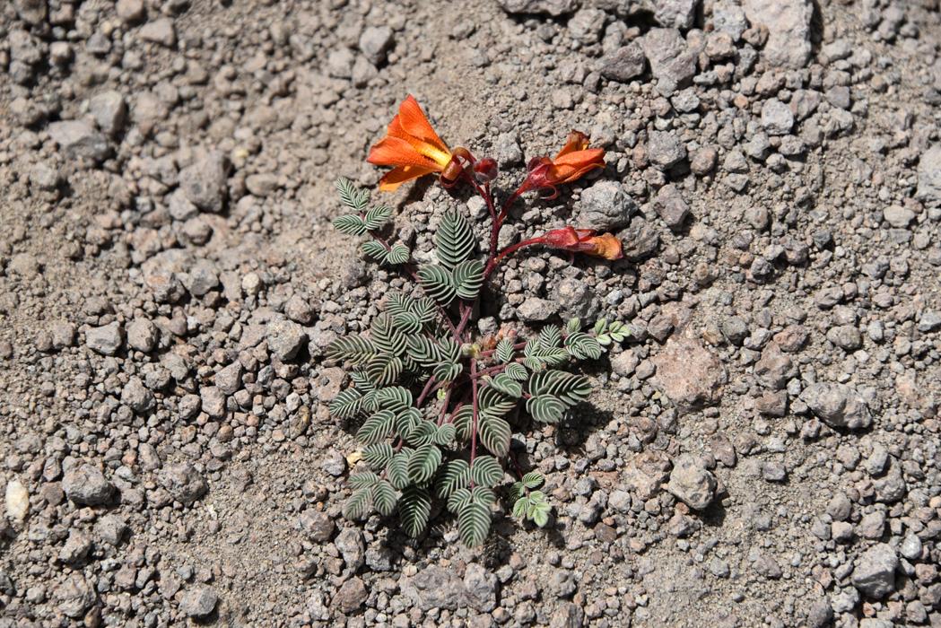 Фотокартина Высокогорные цветы Боливии