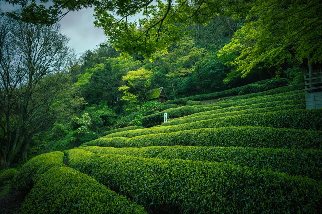 Чайная плантация - интерьерная фотокартина