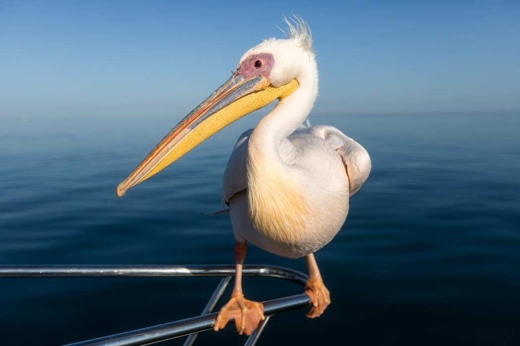 Пеликан - интерьерная фотокартина