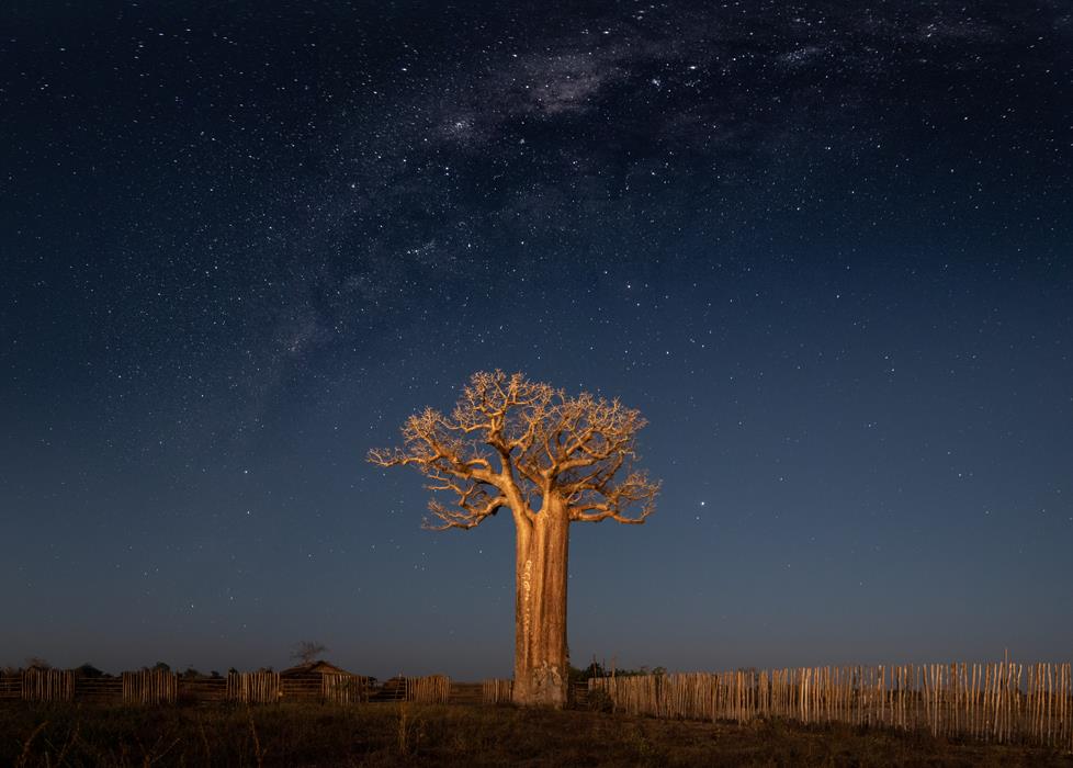 Баобаб на фоне звездного неба - интерьерная фотокартина