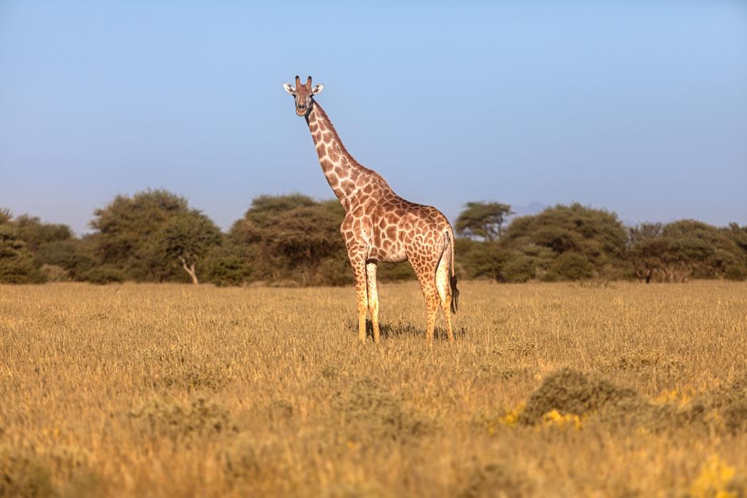 Фотокартина Жираф в Национальном парке Намибии