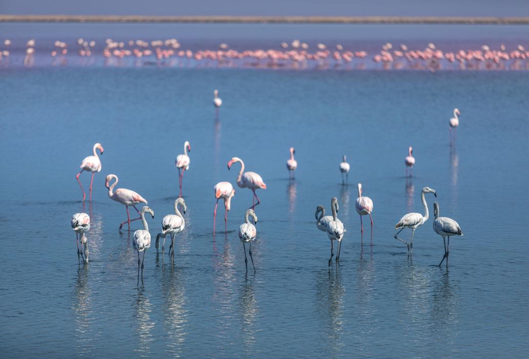 Колония фламинго на Западе Намибии - интерьерная фотокартина