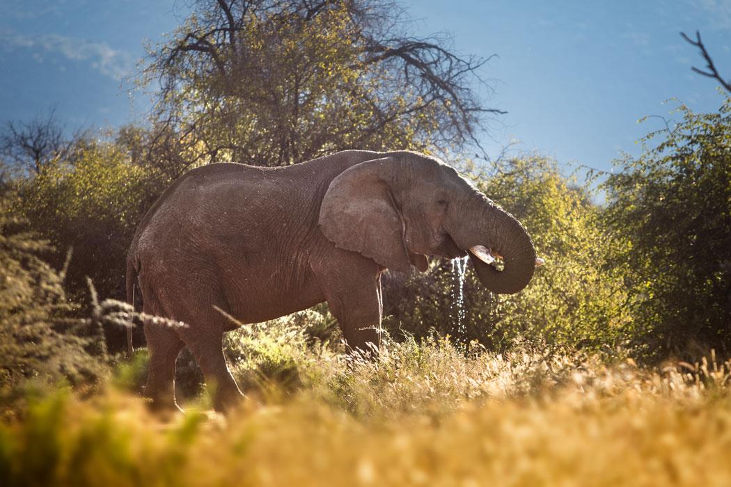 Слон в Национальном парке Намибии - интерьерная фотокартина