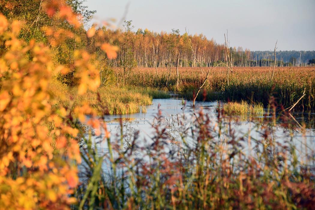 Карельские болота - интерьерная фотокартина