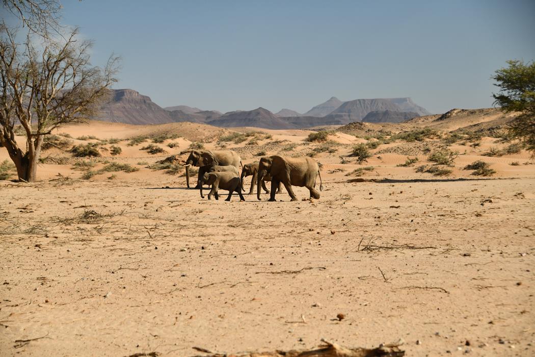 Пустынный слон 4 - интерьерная фотокартина