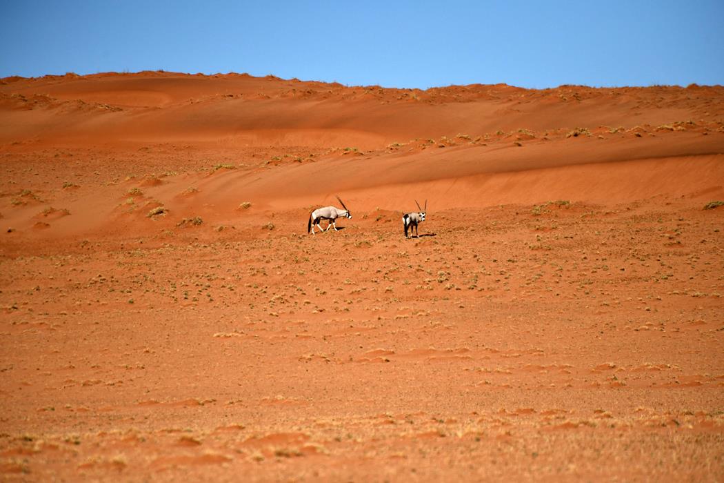 Пустыня Намиб 2 - интерьерная фотокартина
