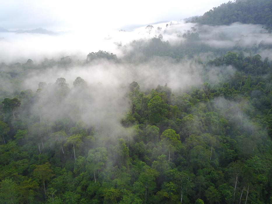 Фотокартина Дождевой лес Борнео 2