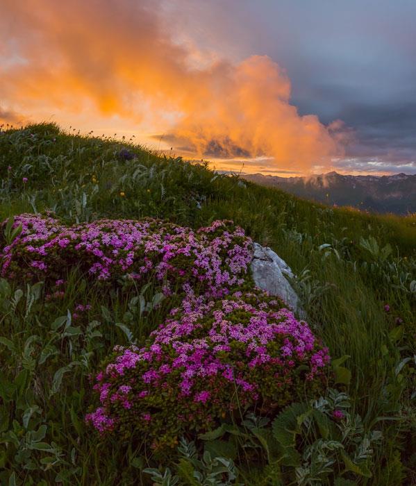 Цветёт ясменник альпийский - интерьерная фотокартина