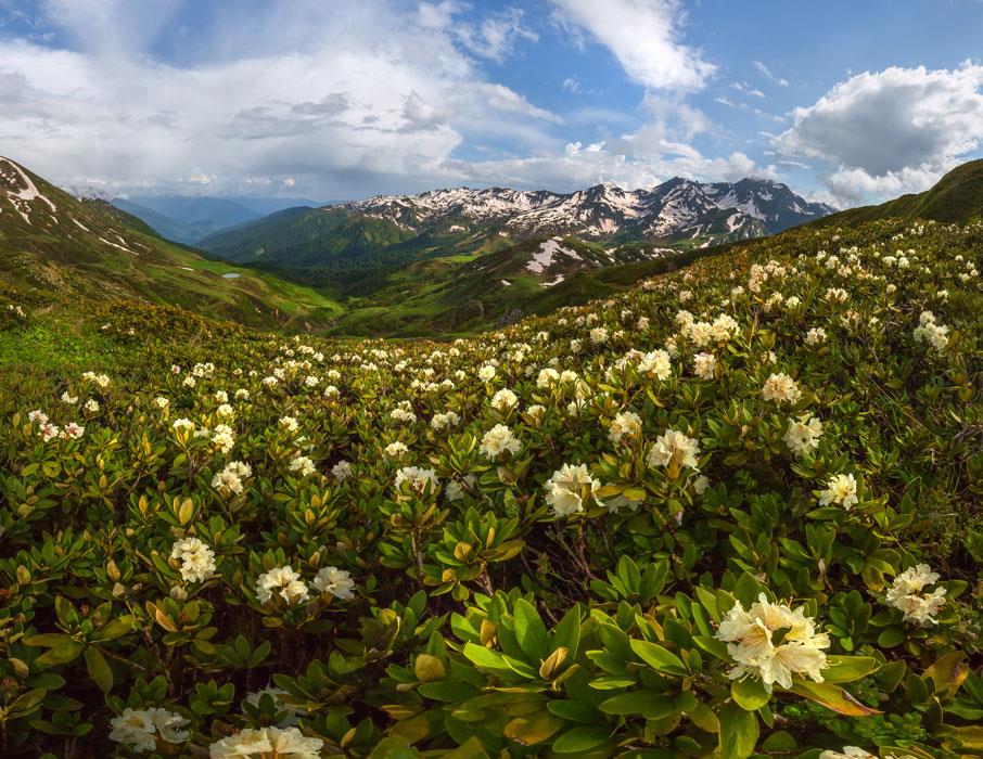 Цветут рододендроны в горах - интерьерная фотокартина