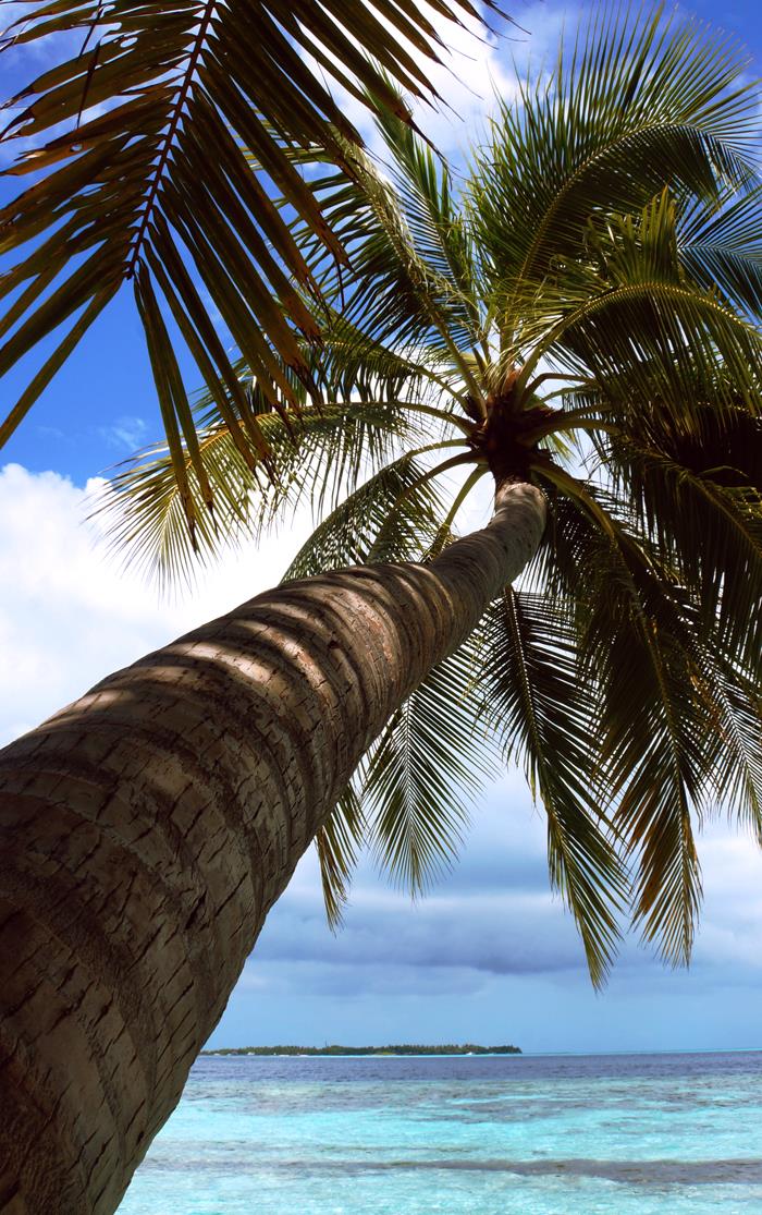 Пальма на Мальдивах - интерьерная фотокартина