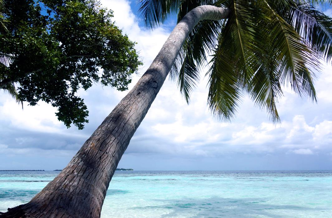 Пальма на Мальдивах 2 - интерьерная фотокартина