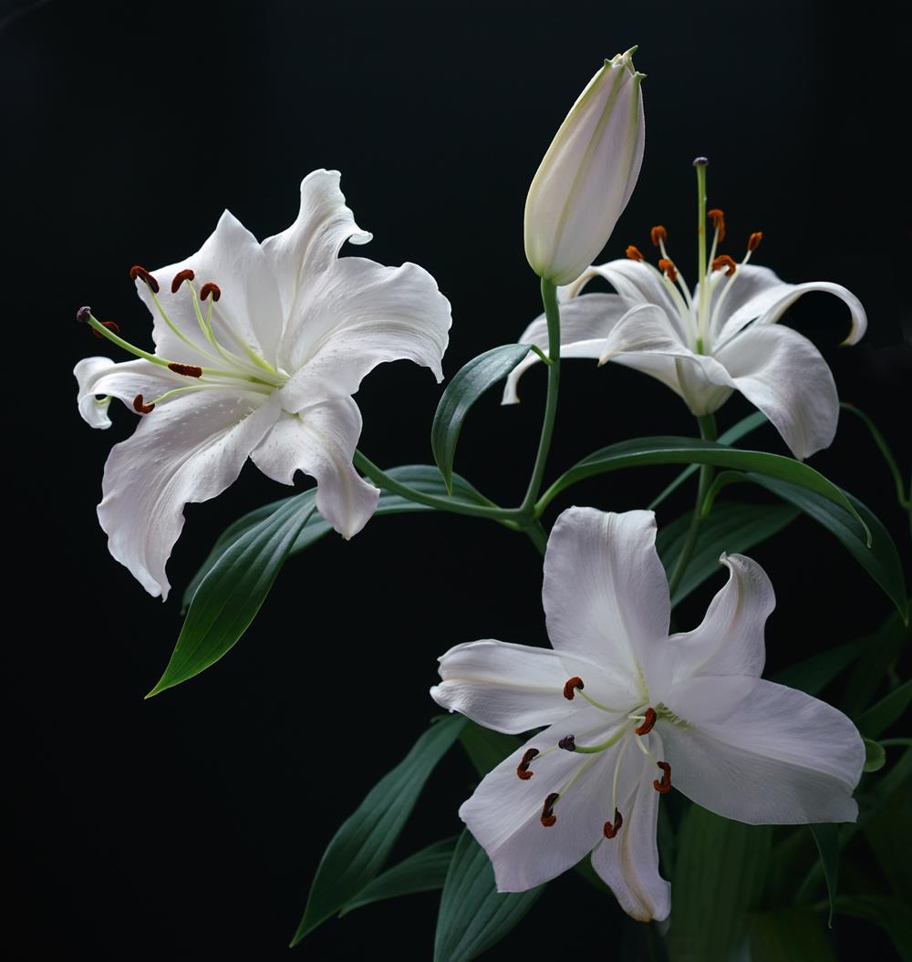 Фотокартина Белая королевская лилия