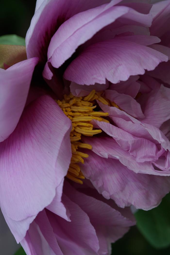 Розовый древовидный пион - интерьерная фотокартина