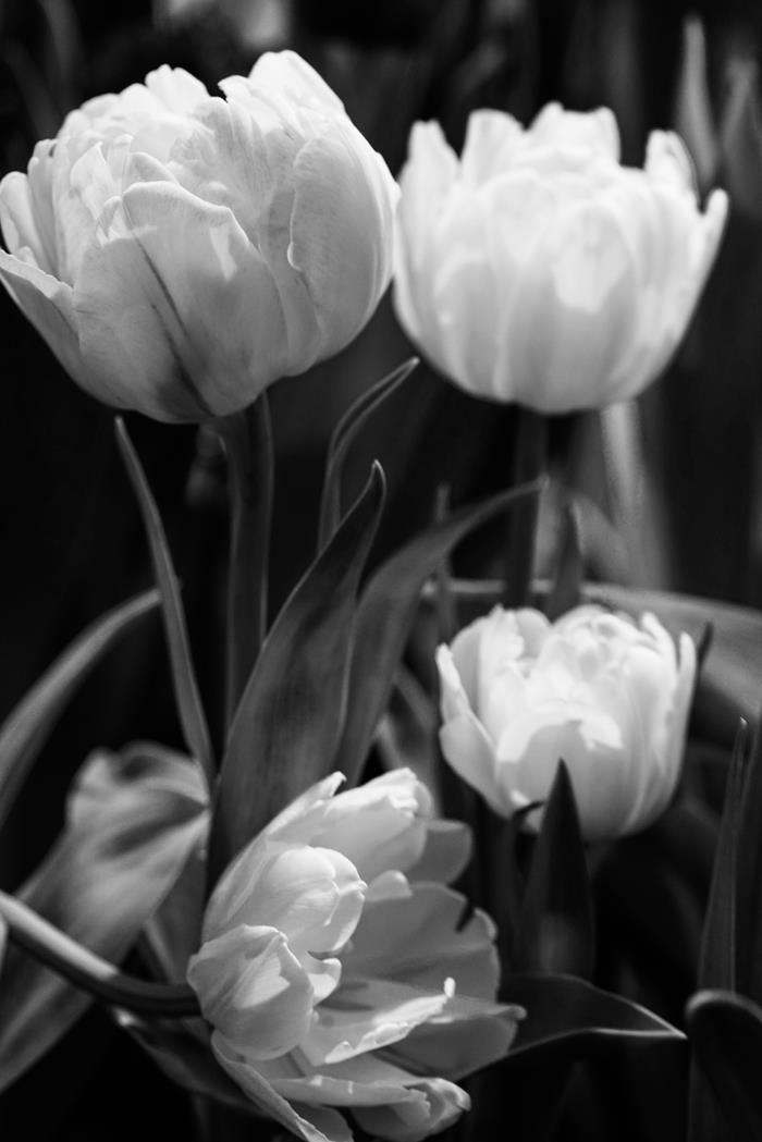 Время тюльпанов - интерьерная фотокартина