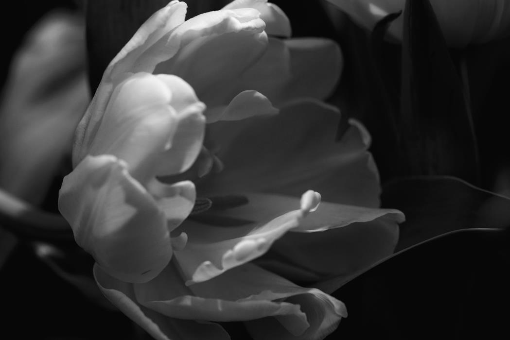 Время тюльпанов 2 - интерьерная фотокартина