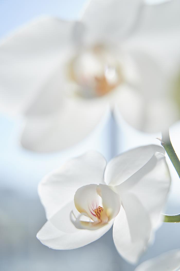 орхидея - интерьерная фотокартина