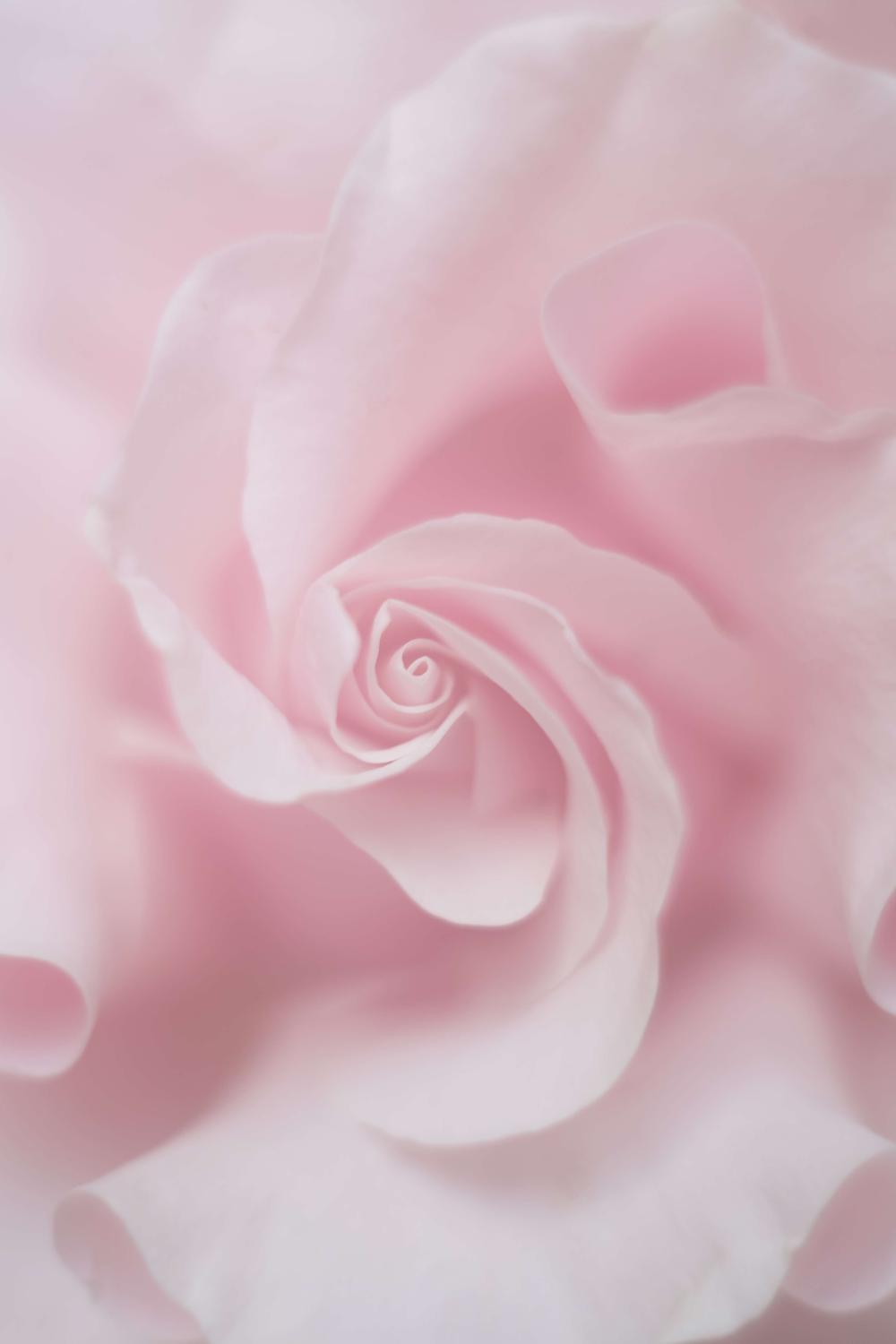 Таинственная роза - интерьерная фотокартина